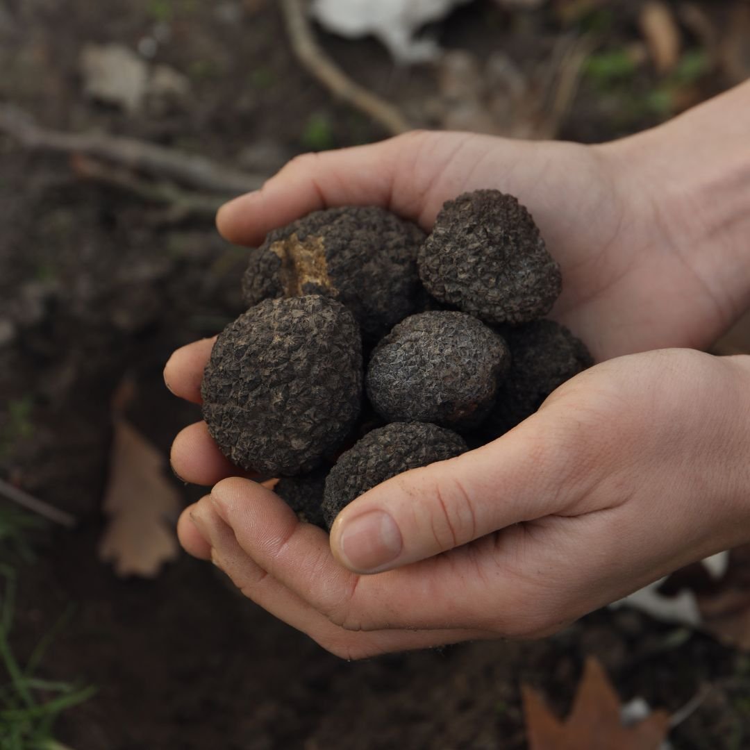 Truffle Hunt in Florence Secret Florence Tours